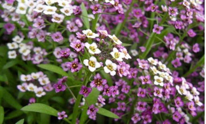 Ngryise 500Pcs A Set  Lobularia maritima seed