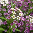 Ngryise 500Pcs A Set  Lobularia maritima seed