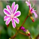 Ngryise 3Pcs A Set   Lewisia cotyledon bulb