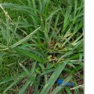 Ngryise 300Pcs A Set   Eleusine indica seed