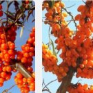 Ngryise 300Pcs A Set  Hippophae rhamnoides seed