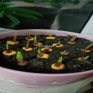 Ngryise 20Pcs A Set  Cymbidium ensifolium bulb