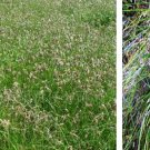 Ngryise 500Pcs A Set  Carex rigescens seed