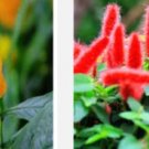 Ngryise 300Pcs A Set Pachystachys lutea seed
