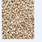 Ngryise 300Pcs A Set Pennisetum Purpureum Sugarcane King seed