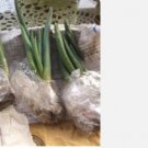 Ngryise 3Pcs A Set Cephalophyllum framesii plant