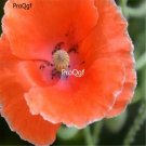 Ngryise 8000Pcs A Set orange Papaver rhoeas poppy flower seed