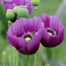 Ngryise 8000Pcs A Set purple Papaver rhoeas poppy flower seed