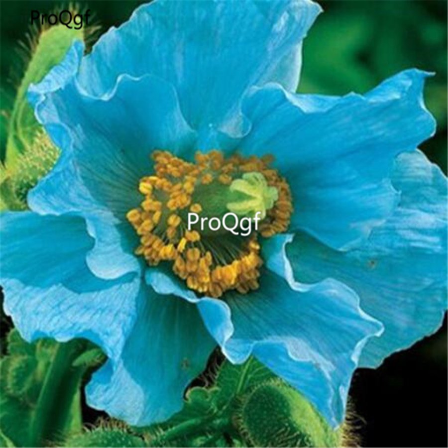 Ngryise 8000Pcs A Set blue Papaver rhoeas poppy flower seed
