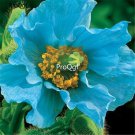 Ngryise 8000Pcs A Set blue Papaver rhoeas poppy flower seed
