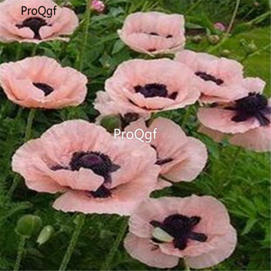 Ngryise 8000Pcs A Set pink Papaver rhoeas poppy flower seed