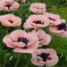 Ngryise 8000Pcs A Set pink Papaver rhoeas poppy flower seed