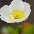 Ngryise 8000Pcs A Set white Papaver rhoeas poppy flower seed
