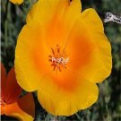 Ngryise 8000Pcs A Set yellow Papaver rhoeas poppy flower seed