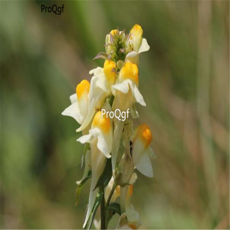 Ngryise 6000Pcs white yellow Linaria vulgaris Debeaux seed