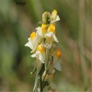 Ngryise 6000Pcs white yellow Linaria vulgaris Debeaux seed