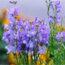 Ngryise 6000Pcs blue Linaria vulgaris Debeaux seed