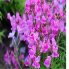 Ngryise 6000Pcs purple Linaria vulgaris Debeaux seed