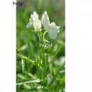 Ngryise 6000Pcs white Linaria vulgaris Debeaux seed