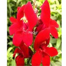 Ngryise 6000Pcs red Linaria vulgaris Debeaux seed