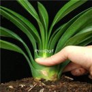 DwarfGiantFarm 2Pcs A Set Clivia nobilis Lindl plant
