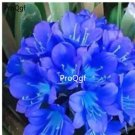 Ngryise 2pcs blue Clivia miniata Plant
