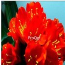 Ngryise 2pcs red Clivia miniata Plant