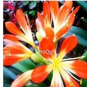 Ngryise 2pcs orange Clivia miniata Plant