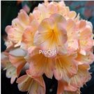 Ngryise 2pcs champagne Clivia miniata Plant