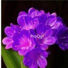 Ngryise 2pcs  purple Clivia miniata Plant