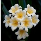 Ngryise 2pcs  white Clivia miniata Plant