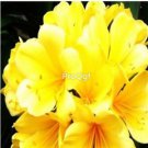 Ngryise 2pcs  yellow Clivia miniata Plant