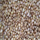 Ngryise 20pcs Clivia miniata seed