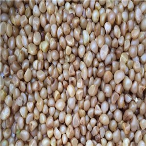 Ngryise 20pcs Clivia miniata seed
