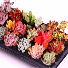 Ngryise 20Pcs A Set random succulent cuttings