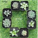 Set Of 8 Green Plants Bonsai Home Decor Garden Flowers