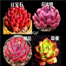 Ngryise 1 set rare succulent cuttings as picture show