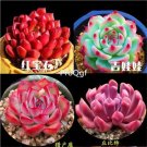 Ngryise 1 set rare succulent cuttings as picture show hot one