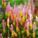 Ngryise 3pcs oxalis goniorhiza plant