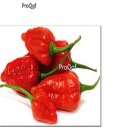 Ngryise 3000Pcs BHUT JOLOKİA seed