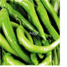 Ngryise 3000pcs  Capsicum frutescens seed