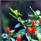 Ngrysie 3000pcs Capsicum annuum colorful pepper seed