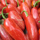 Ngryise 3000pcs  mexico red Capsicum annuum seed