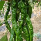 Ngryise 3000pcs  green screw Capsicum annuum seed