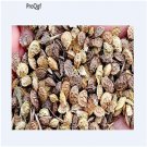 Ngryise 1000pcs Onobrychis viciifolia seed
