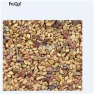 DwarfGiantFarm 6000Pcs A Set Medicago sativa Linn. Seed  Prodgf