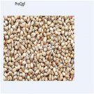 Ngryise 3000pcs  Purus frumentum seed