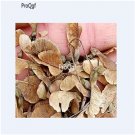 Ngryise 1000Pcs A Set Acer buergerianum seed
