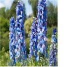 ngryise 6000pcs blue Consolida ajacis seed