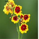 Ngryise 3000Pcs Sanvitalia procumbens seed